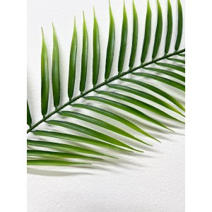 Лист финиковый искусственный. Лист пальмы тропической Робелини. Вариант 3. 106003