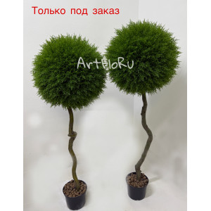 Туя искусственная. Туя Западная Брабант на штамбе. 900042
