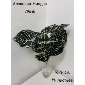 Куст малый. Алоказия искусственная Ниндзя. 105136
