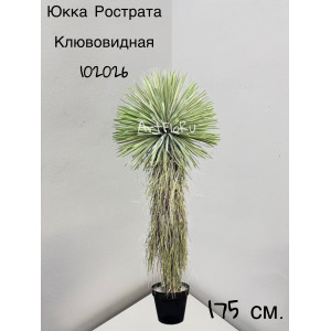 Древовидное растение. Юкка искусственная. Юкка Рострата Клювовидная. 175. 102026