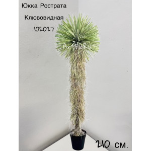 Древовидное растение. Юкка искусственная. Юкка Рострата Клювовидная. 210. 102027