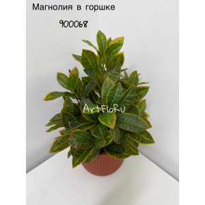 Куст малый Магнолия искусственная Кобус с коричневым краем в горшке. 900068