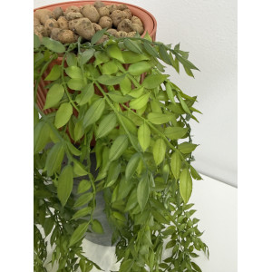 Зелень ампельная. Рускус искусственный мелколистный Любимка 110/25. 107003 