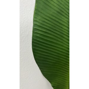 Лист банановой пальмы искусственный. Вариант 1. 106002